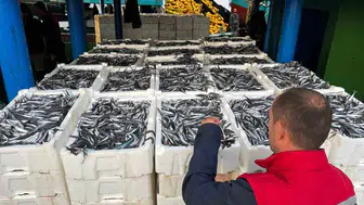 Didim’de balıkçılıkta yeni dönem: Hamsi avına sıkı takip