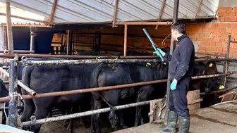 Sinanpaşa’da hayvancılıkta kritik denetim: İthal sığırlar tek tek inceleniyor