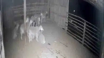 Denizli'de ağıl baskını girişimi: Kurtlar kapıya dayandı, sürünün panik anları kameraya yansıdı