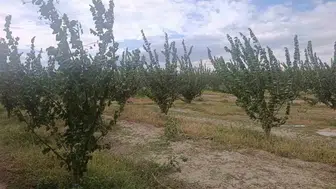 Çivril topraklarında yeşil devrim: Kimyasal yerine doğa dostu yöntemler devrede