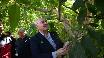 Çameli’de hasat bereketi: Ceviz fiyatı belli oldu, hedef Türkiye liderliği