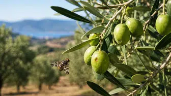 Salihli'de zeytin hasadına sayılı günler kala üreticiye "sinek" alarmı