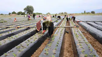 Toprakta hummalı çalışma: Aydınlı üreticiler kış çileği için sahaya indi
