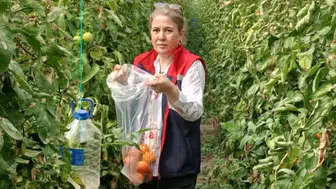 Söke’de domates tarlalarında kritik denetim: Sofralara güvenli ürün garantisi