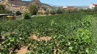Ayvacık’ta asırlık susuzluk sona erdi: Toprak bereketle buluştu