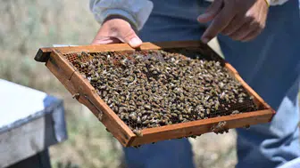 Manisa'da arıcılıkta yeni dönem: Üreticiye tam hibe, geleceğin nesillerine bal ikramı