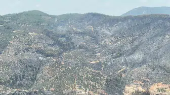 Fethiye'de orman yangını felaketi: Yemyeşil doğa yerini gri bir sessizliğe bıraktı