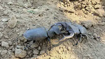 Tarlada çapa yaparken fark etti: Doğanın gizli kahramanı Gördes'te ortaya çıktı