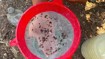 Akhisar’da zeytin bahçelerinde alarm zilleri: Ekipler sahada yoğun mesaide