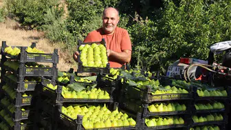Turgutlu’nun "altın" inciri markete girmeden tükeniyor: Fiyatlar sezon sonunda tersine döndü