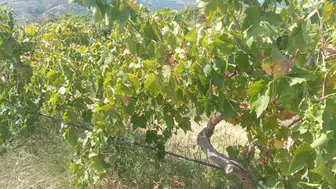 Buldan’da Bağdan 2 Ton Üzüm Çalan Şüpheli Gruba Polis Kıskıvrak Yakaladı