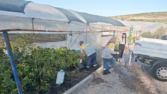 Didim kendi fidanlarıyla güzelleşiyor: Doğal dokuya belediye dokunuşu