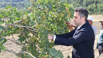 Selendi’nin gözbebeği fıstıkta hasat zamanı: Bölge ekonomisi için umut oldu