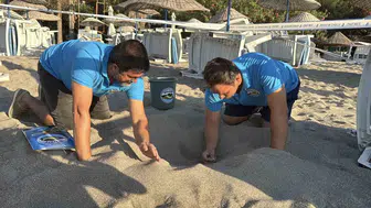 Bodrum'un kumsallarında mucizevi anlar: 62 minik yaşam mavi sulara kavuştu