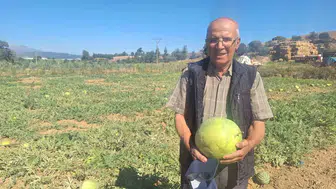 Geçmişin tadı Sarıgöl topraklarında yeniden hayat buluyor: Ata tohumuna sadakat