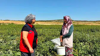 İhsaniye’de Turşuluk Salatalık Tarlalarında Mesai Başladı: Kadın Üreticilere Yerinde Destek