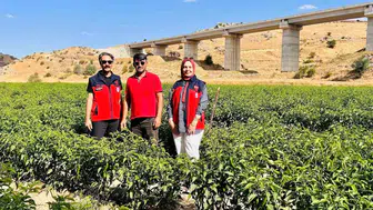 İscehisar tarlalarında yeni rota: Jalapeno biberi için kritik denetim