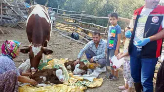 Muğla'da buzağı ölümlerine karşı 7/24 ihbar hattı: İlk 24 saat hayati önem taşıyor