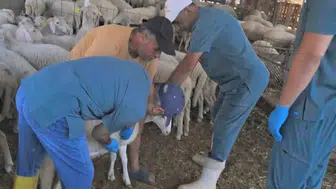 Köşk’te Hayvan Sağlığında İzlenebilirlik: Sürüler Artık Küpeyle Kimlikli
