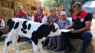 Muğla’da hayvancılığın geleceği için kritik hamle: Buzağı kayıplarına karşı 30 kişilik özel ekip