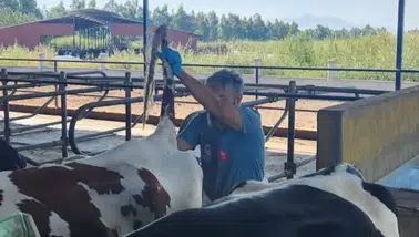 Söke’de ari işletmelerde sağlık takibi: Kan örnekleri laboratuvara gönderiliyor