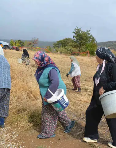 Manisa’nın gizli hazinesi: Dağlardan toplanan çitlembikler sanayiye hayat veriyor