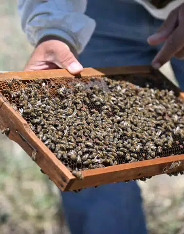 Manisa'da arıcılıkta yeni dönem: Üreticiye tam hibe, geleceğin nesillerine bal ikramı