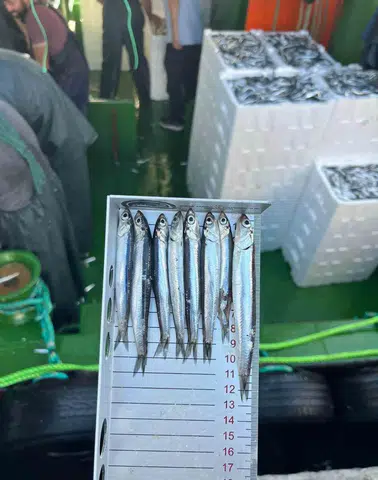 ** Didim’de Su Ürünleri Ekipleri Gırgır Teknelerinde Boy Ölçümü Yaptı: Sürdürülebilir Avcılık İçin Sahada Denetim