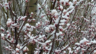 Afyonkarahisar ve Kütahya’da badem ve kayısı çiçekleri karla kaplandı
