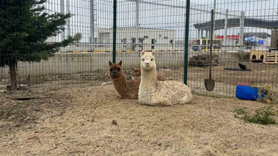 İpsala Sınır Kapısı’nda minibüste cins hayvanlar ele geçirildi