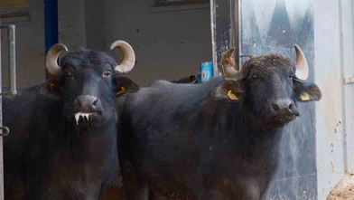 Türkiye’nin yeni manda ırkı Murana süt verimi ile dikkat çekiyor