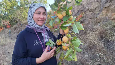 Sarıgöl'de hasat bereketi: Cennet hurması evlerde doğal atıştırmalığa dönüşüyor