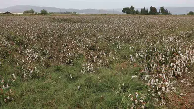Aydın çiftçisinin pamuk mesaisi yağmur molasıyla kesintiye uğradı