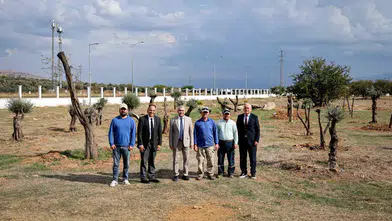 Tarihin tanıkları kampüste yeniden filizleniyor: Nysa’nın zeytin ağaçlarına ADÜ sahip çıktı