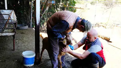 Muğla meralarında titiz takip: Küçükbaşlar için sağlık taraması başladı