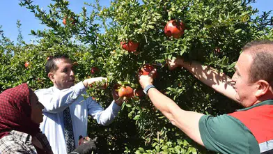 Ortaca’da nar bereketi: Dalyan’ın altın meyvesi dalından toplandı