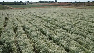 Denizli’nin dağlarından dünyaya yayılan şifa: Kekikte hasat heyecanı başladı