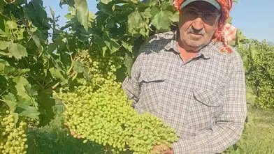 Sarıgöl bağlarında dev salkım mesaisi: İhracat için titiz takip
