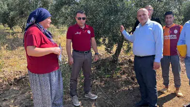 Zeytin bahçelerinde ilaçsız dönem: Buldan’da doğa dostu seferberlik
