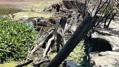 Yeşilçam’ın izlerini taşıyan tarihi köprüde tehlikeli müdahale: Ateşle temizlik dönemi