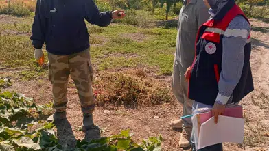 Kornişon Tarlalarında Hasat Öncesi Pestisit Takibi: Afyonkarahisar'da Laboratuvar Mesaisi