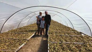 Aşkın en doğal hali: Tütün tarlasında başlayan ömürlük birliktelik
