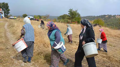 Manisa’nın gizli hazinesi: Dağlardan toplanan çitlembikler sanayiye hayat veriyor