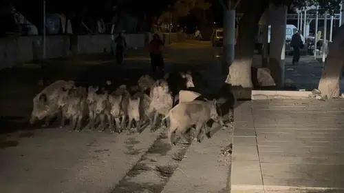 Bodrum'da geceyi hareketlendiren ziyaret: Sokaklarda domuz sürüsü paniği