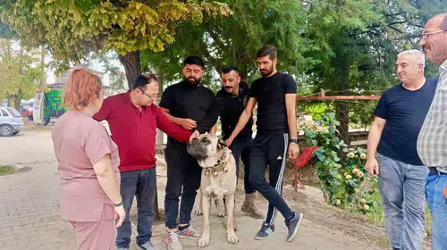 Başmakçı’da evcil dostlar için yeni dönem: Mikroçip ile kayıt altına alınıyorlar