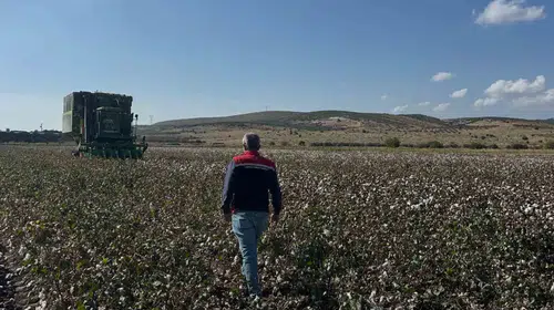 Aliağa’da tarlalar beyaza büründü: Çiftçinin yıl boyu süren emeği hasada dönüştü