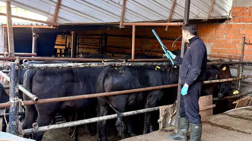 Sinanpaşa’da hayvancılıkta kritik denetim: İthal sığırlar tek tek inceleniyor