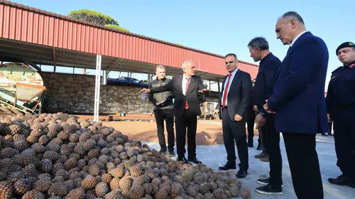 Muğla’da çam fıstığı mesaisi: Vali Akbıyık üreticinin sorunlarını yerinde inceledi