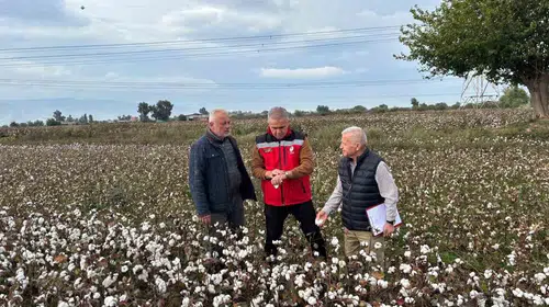 Beyaz altında hasat zamanı: Efeler’de tarladan sofraya denetim