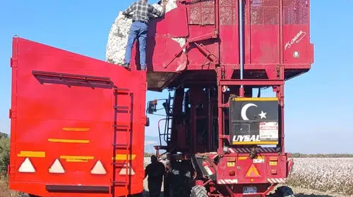 Beyaz altının yolculuğu tarlada başladı: Söke’de hasat mesaisi denetimlerle sürüyor